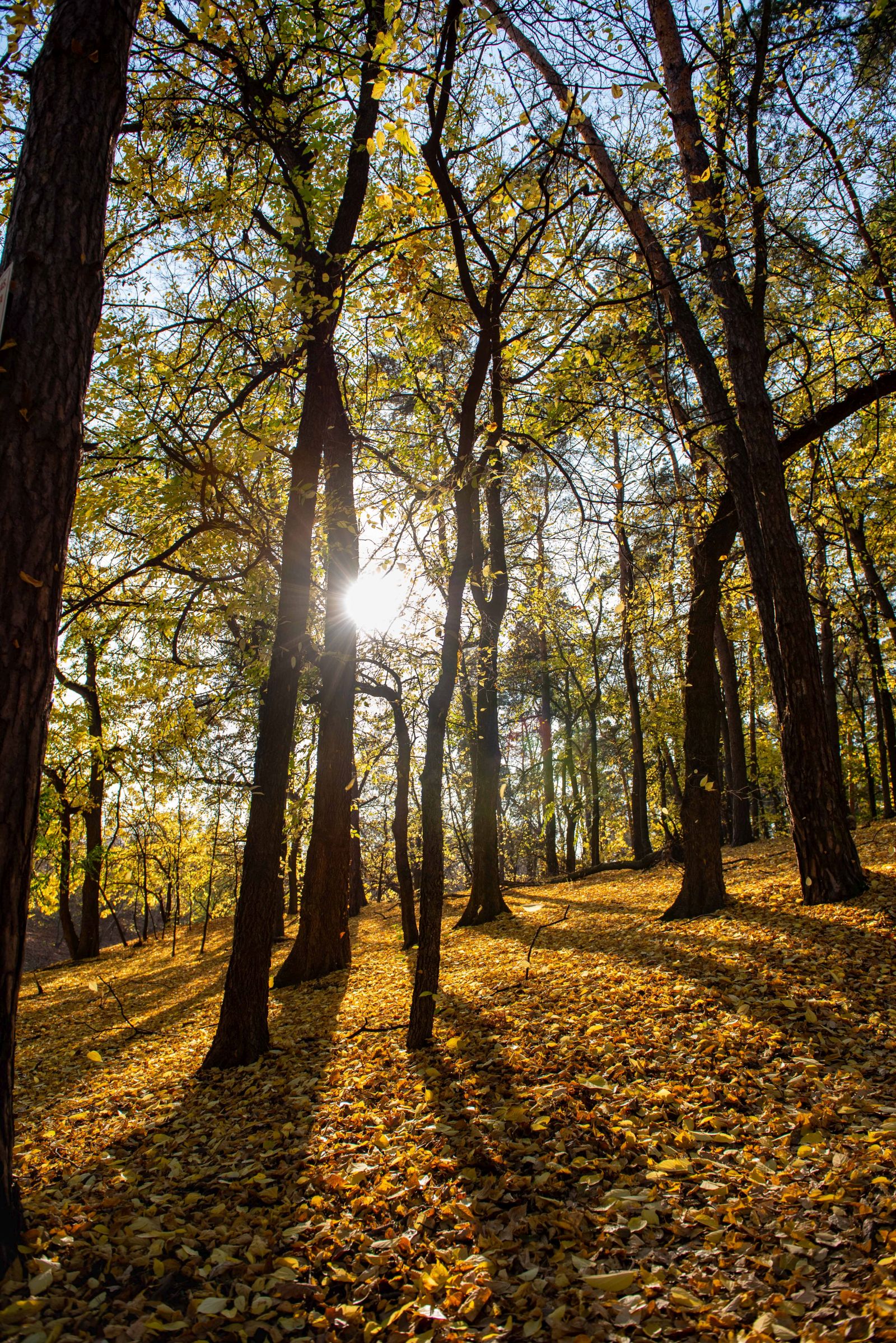 Baktalórántházi-erdő, mint kiemelt jelentőségű természetmegőrzési terület 