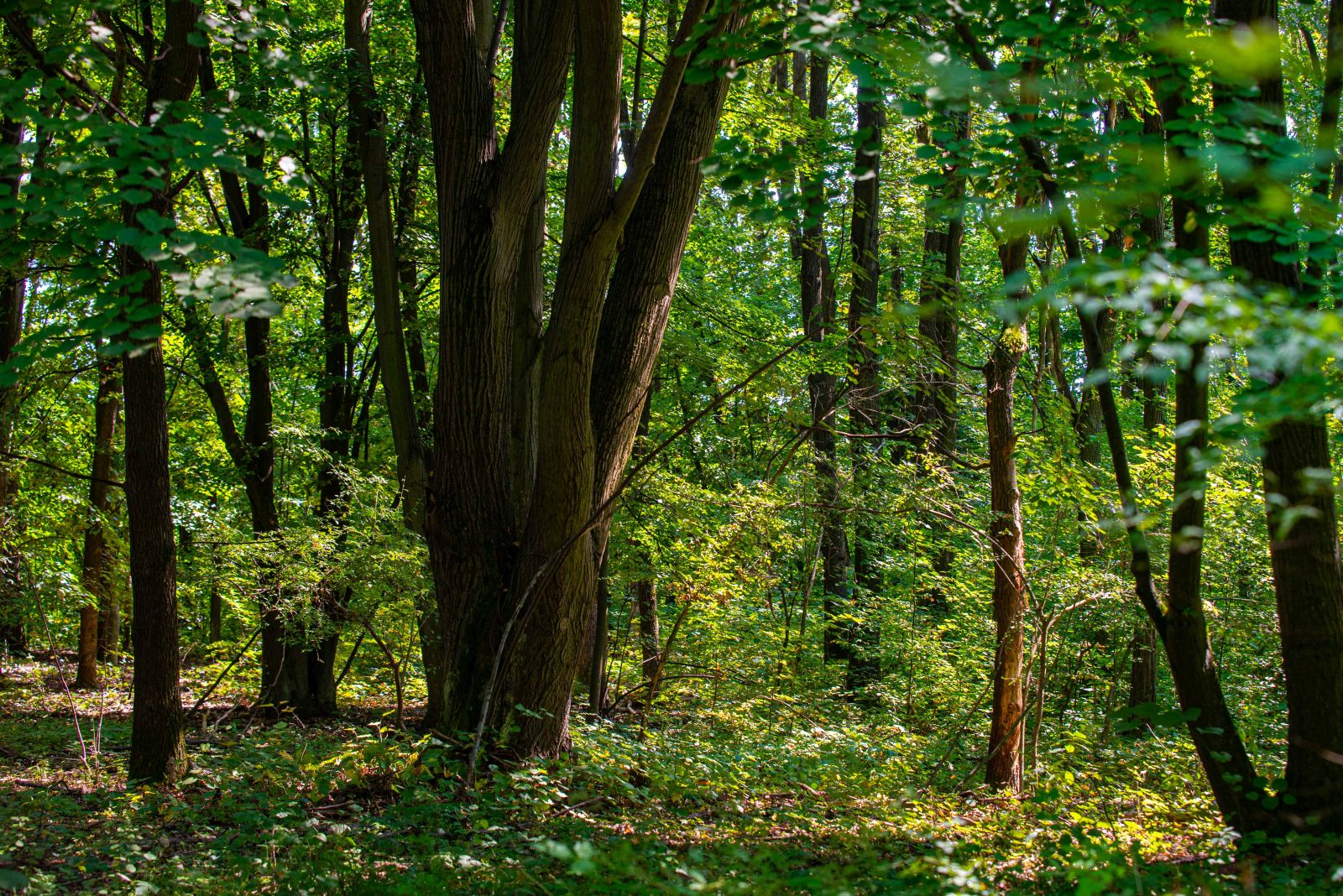 Bátorligeti Fényi-erdő 