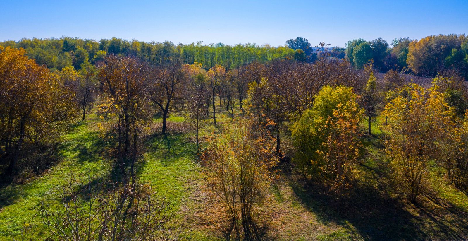 Dzsungelgyümölcsösök a Felső-Tisza hullámterében 