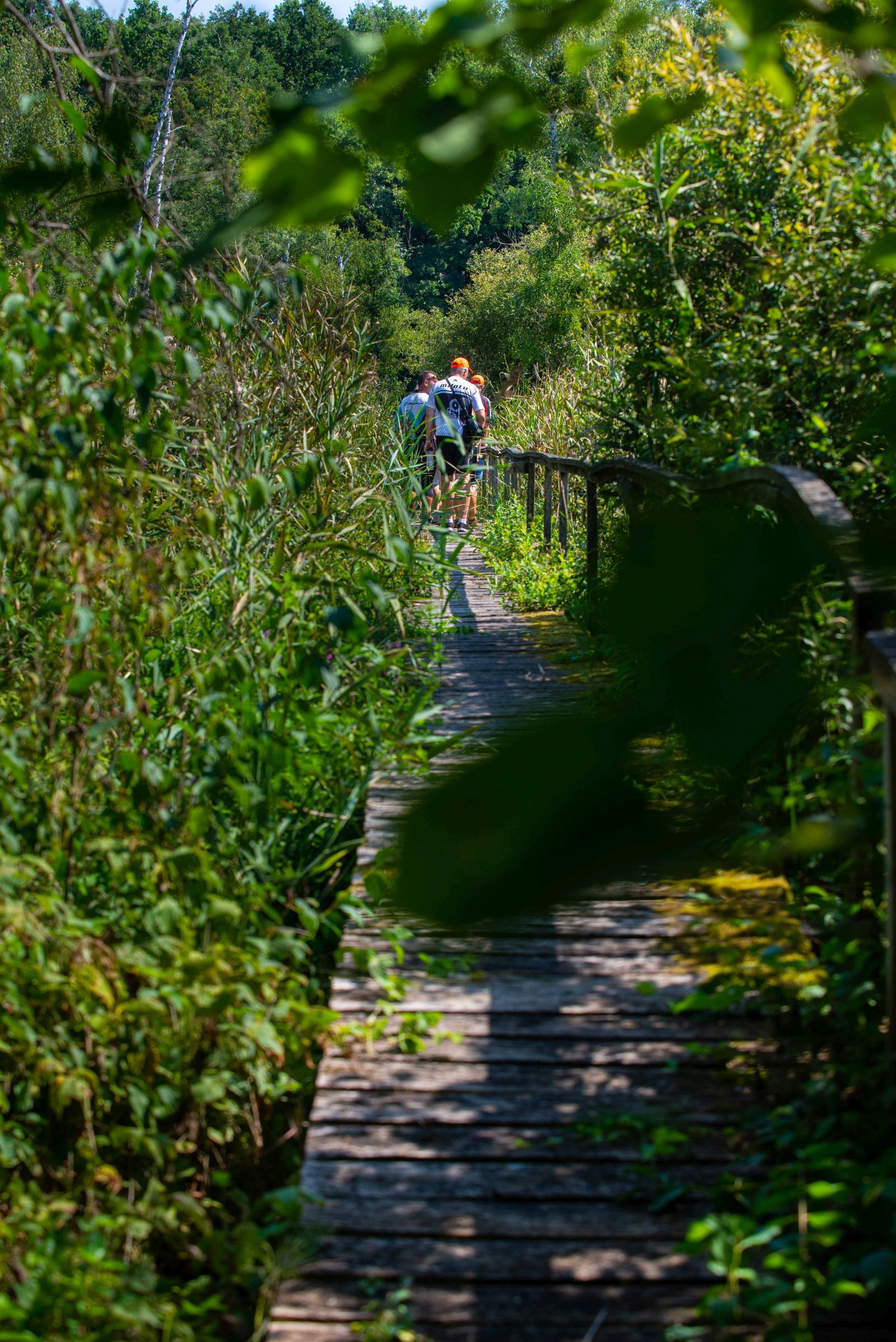 Bátorligeti ősláp 