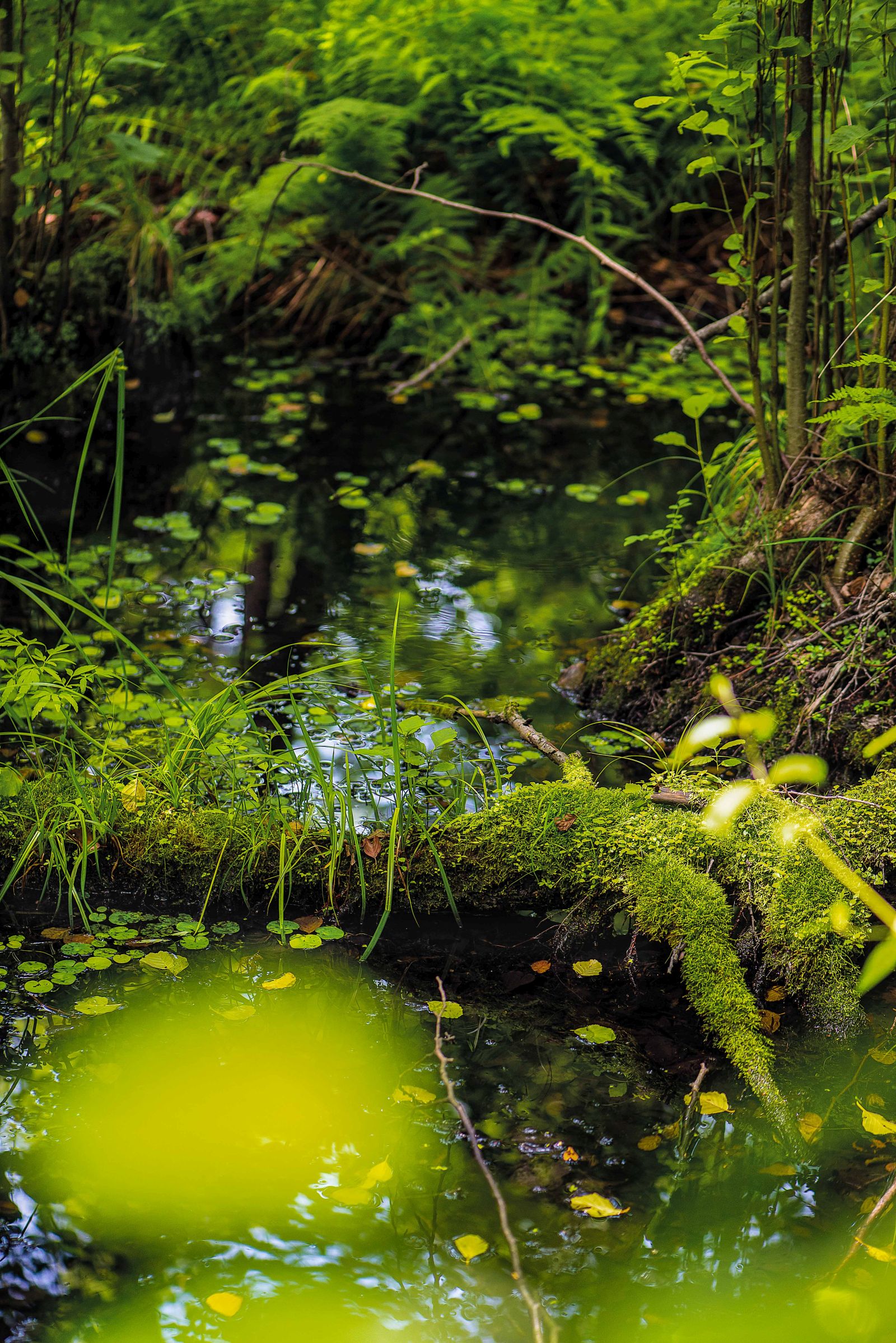Beregi tőzegmohás lápok 