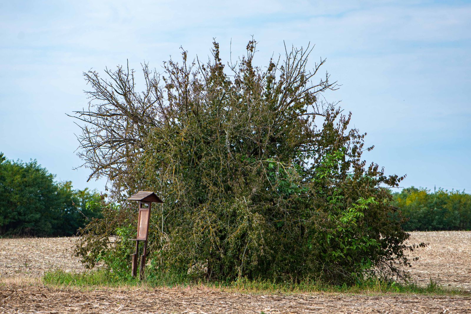 Császlói som (Cornus mas f. csaszloiensis Nyékes) 