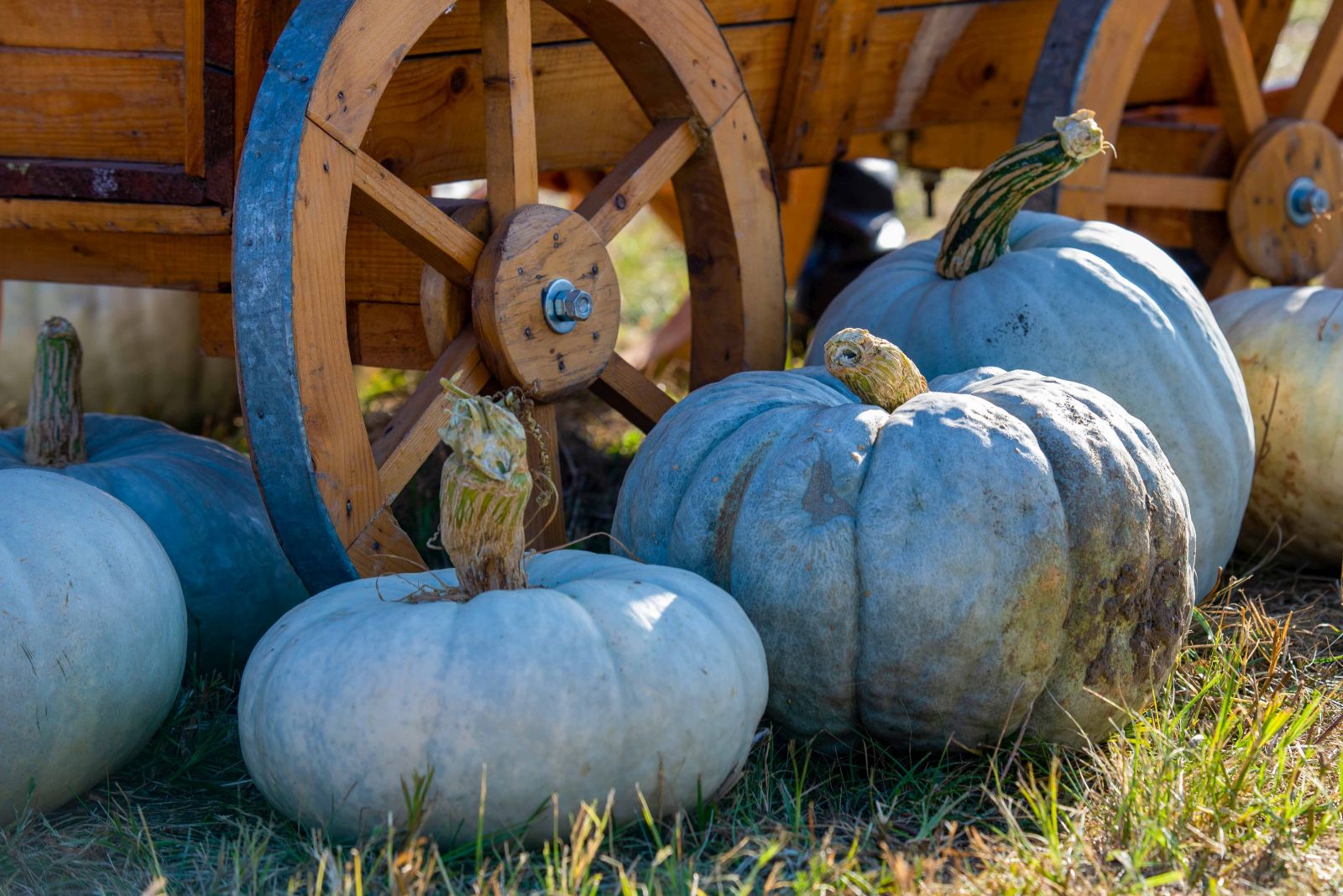 Nagydobosi sütőtök 