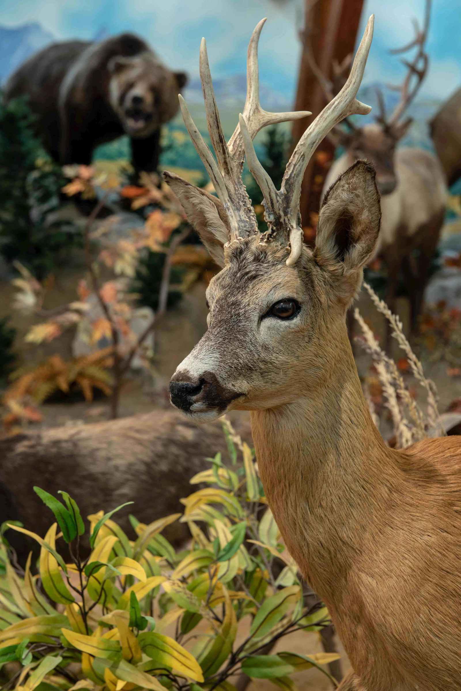 Kiss B. Zoltán állandó vadászati kiállítása 