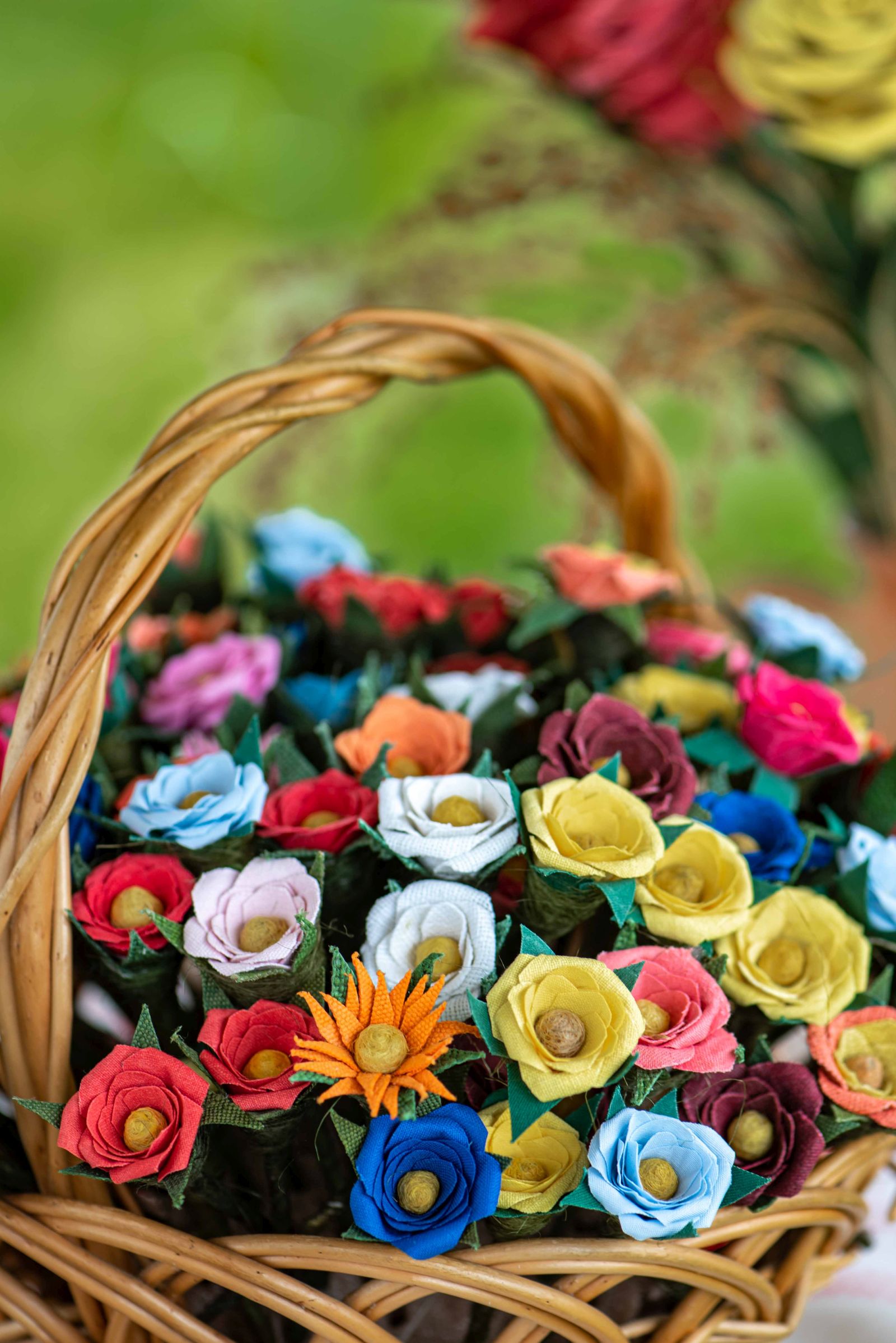 Beregdaróci vászonvirág 