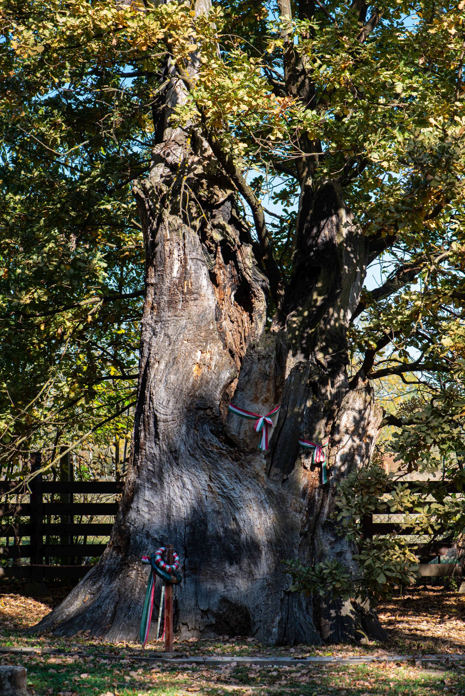 A nagyari Petőfi-fa legendája 